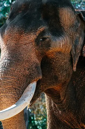 Houston Zoo Elephant Face Close Up Details