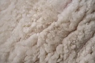 Fryeburg Fair Fluffy Wool Textures Close Up