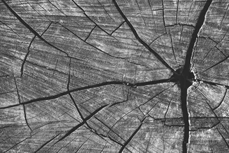 Washington DC Cracked Tree Stump Texture